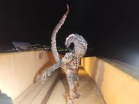 SUELTA MUSSONA 2026 2 B