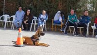 EXHIBICION UNIDAD CANINA POLICIA CENTRO OCUP 7